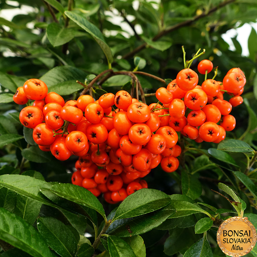 BONSAI: HLOHYŇA, PYRACANTHA 75cm