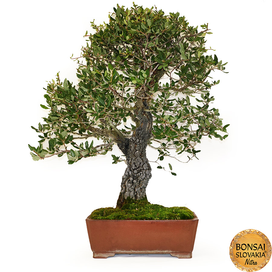 BONSAI: KORKOVÝ DUB