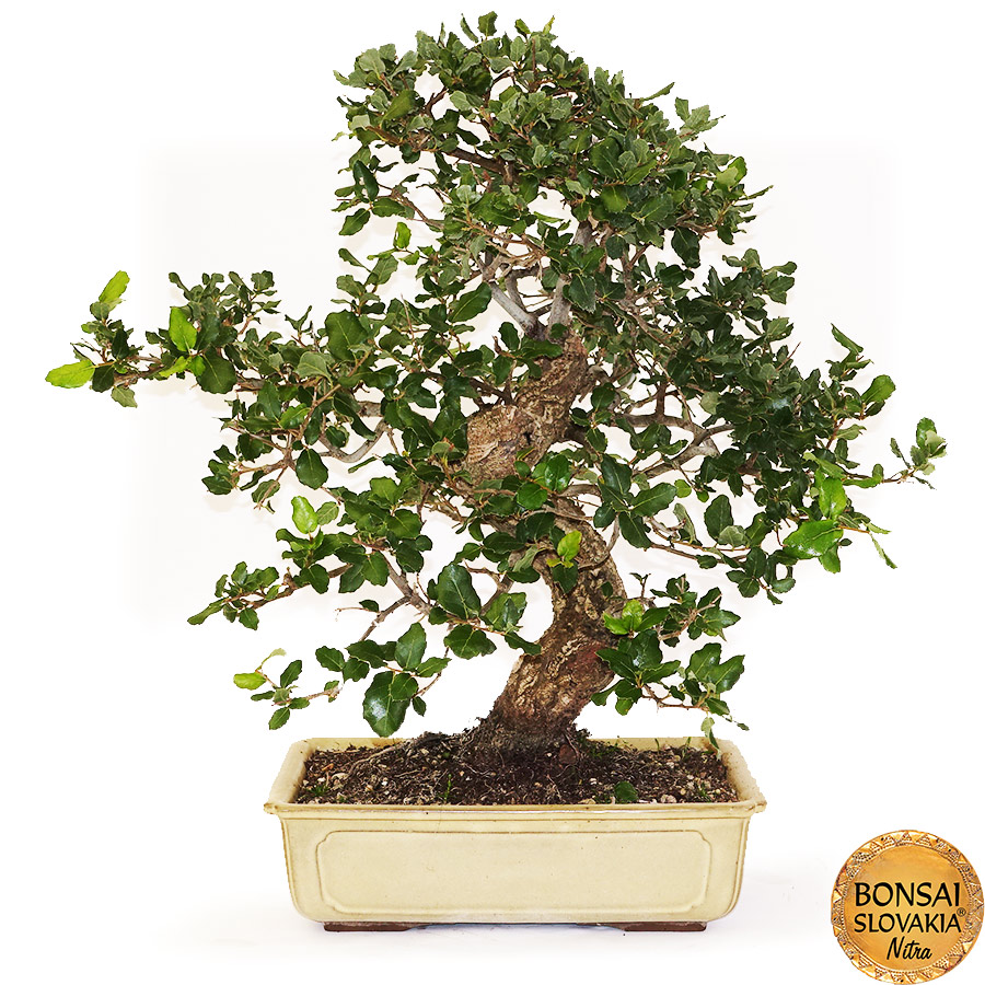 BONSAI: KORKOVÝ DUB