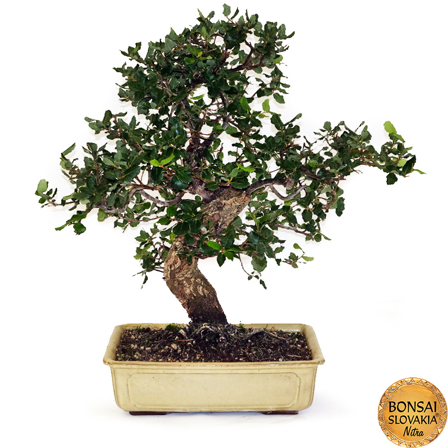 BONSAI: KORKOVÝ DUB