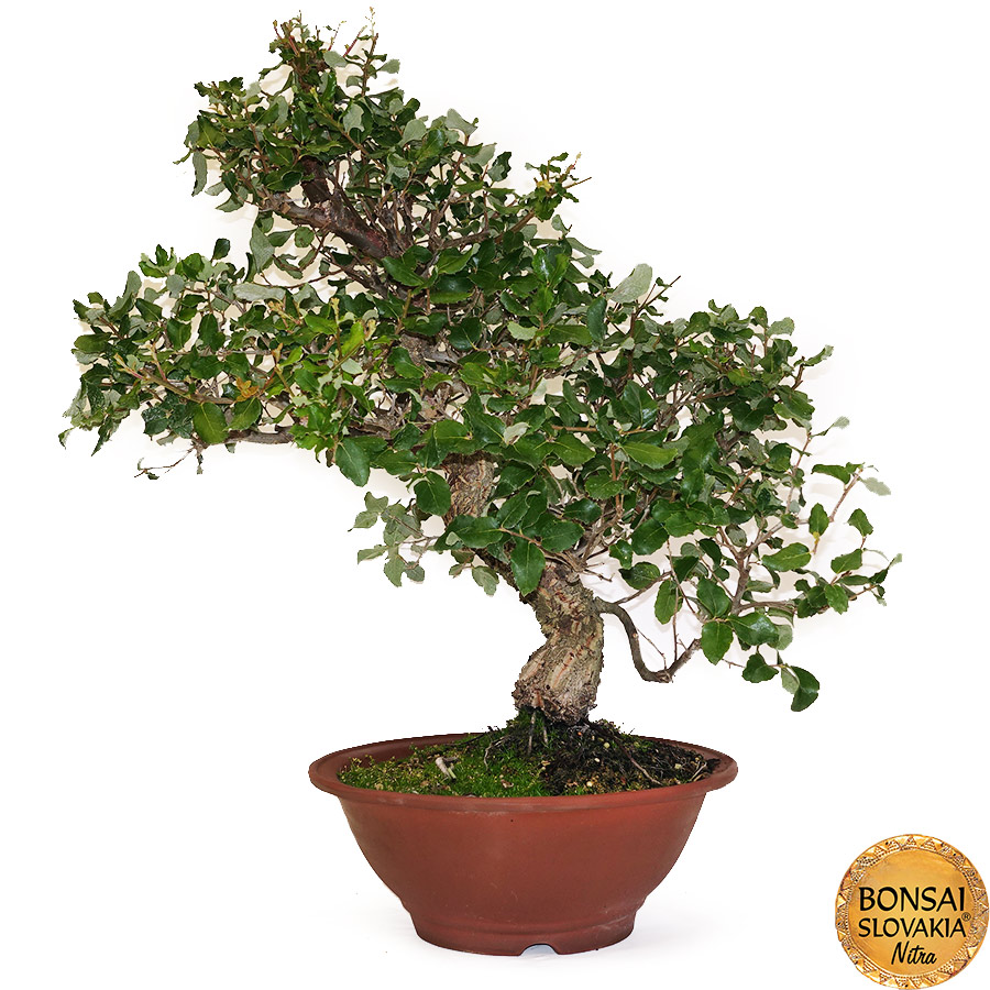 BONSAI: KORKOVÝ DUB