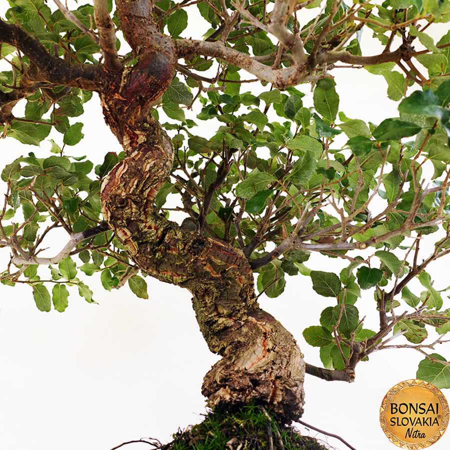 BONSAI: KORKOVÝ DUB