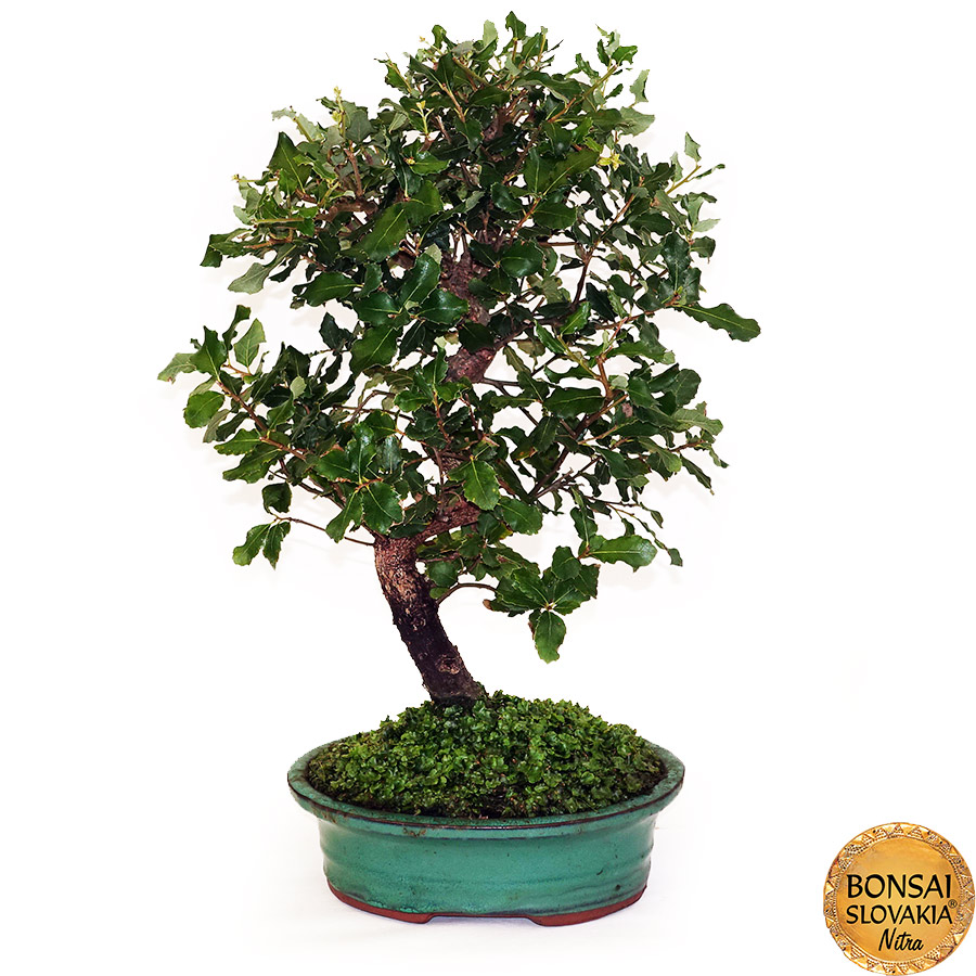BONSAI: KORKOVÝ DUB