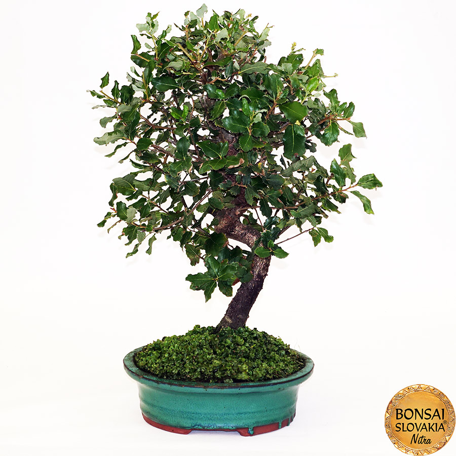 BONSAI: KORKOVÝ DUB