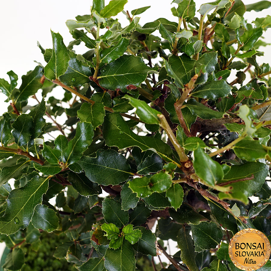 BONSAI: KORKOVÝ DUB