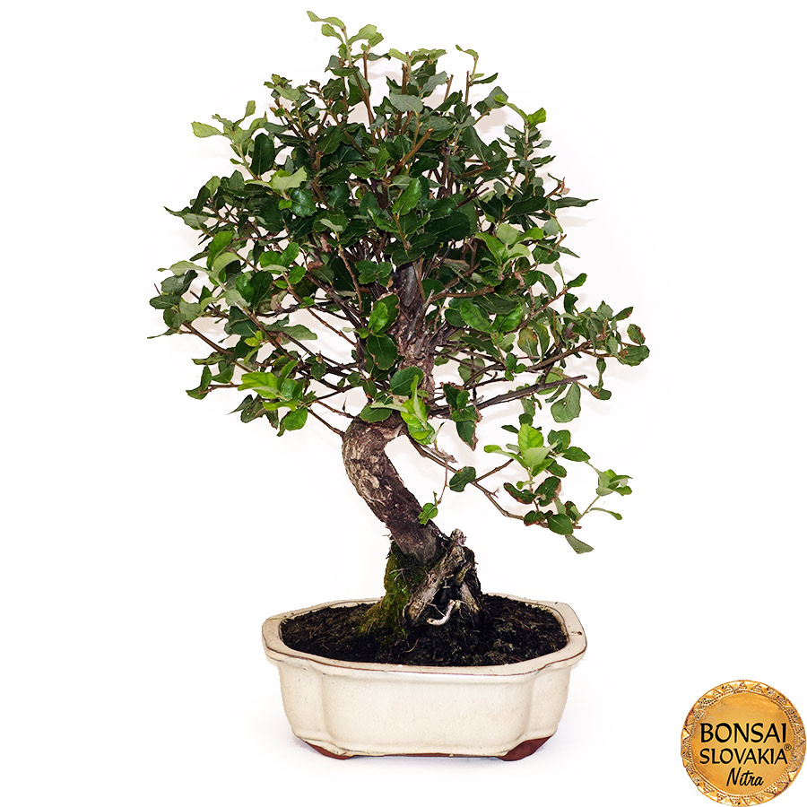 BONSAI: KORKOVÝ DUB