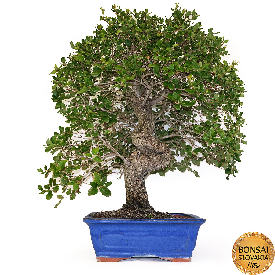 BONSAI: KORKOVÝ DUB 77cm