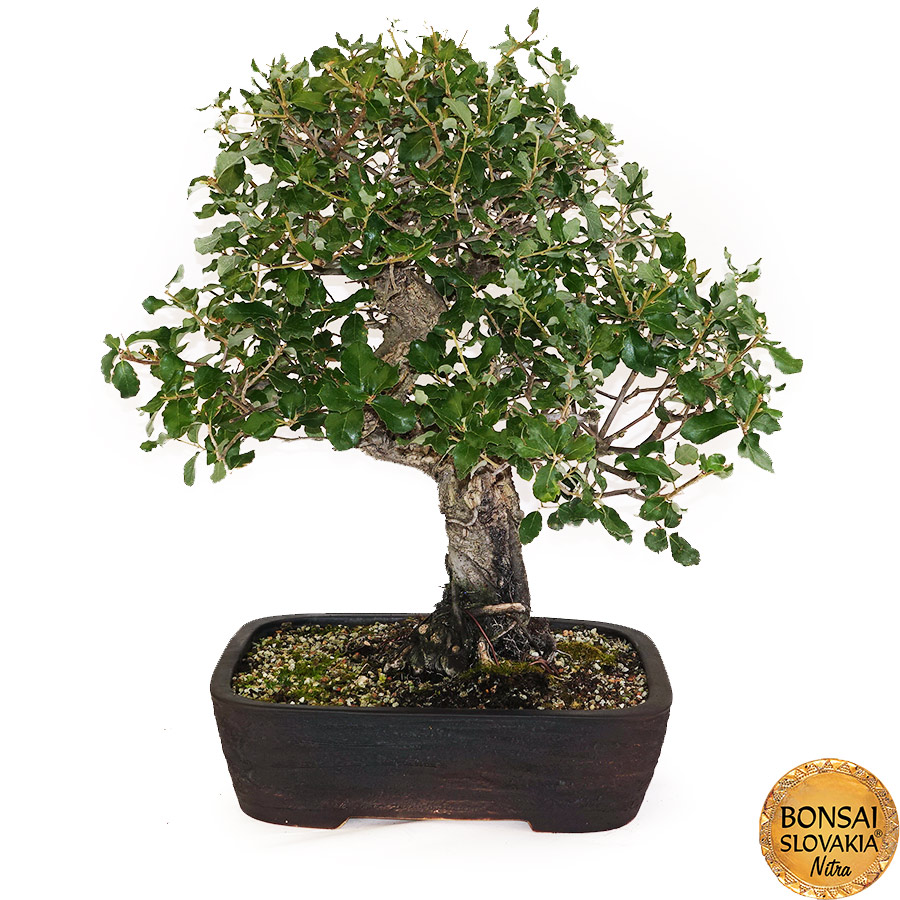 BONSAI: KORKOVÝ DUB