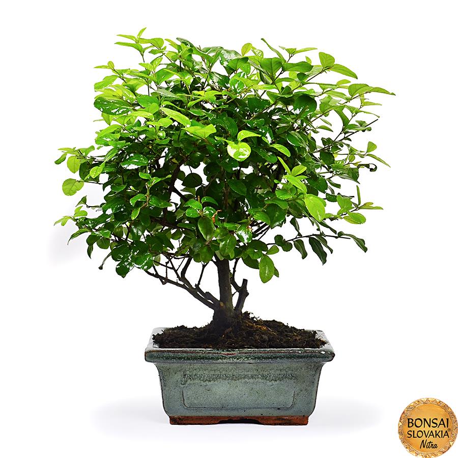Sageretia theezans, 20 -22 cm
