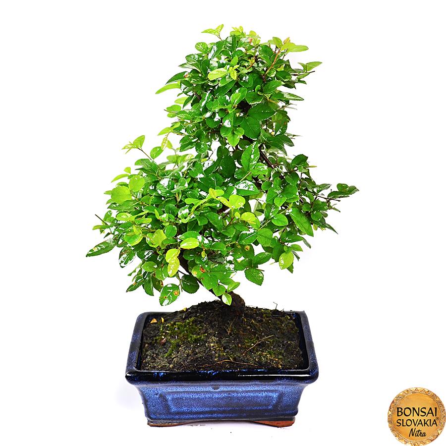 Sageretia theezans, 25-30 cm