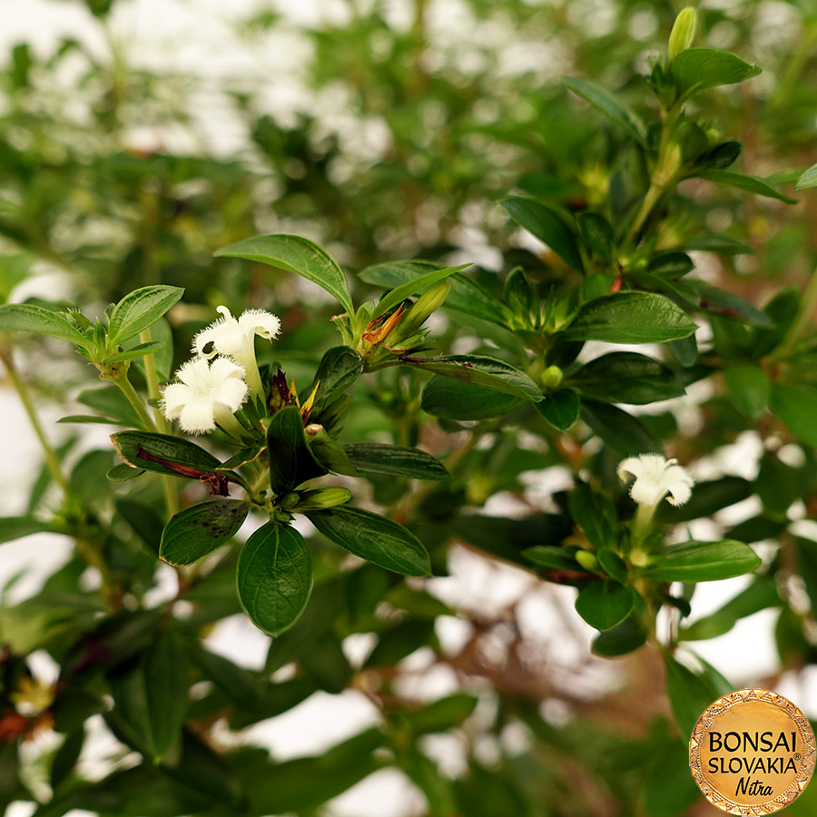 BONSAI: SERISSA FOETIDA