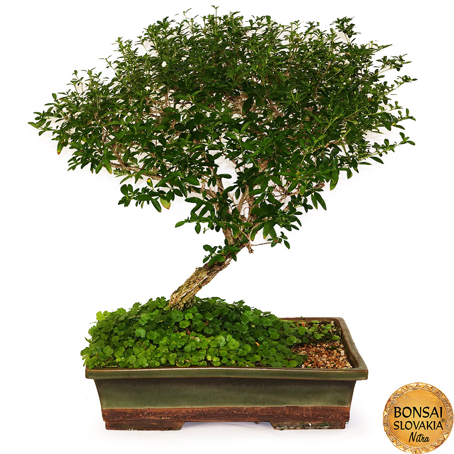 BONSAI: SERISSA FOETIDA