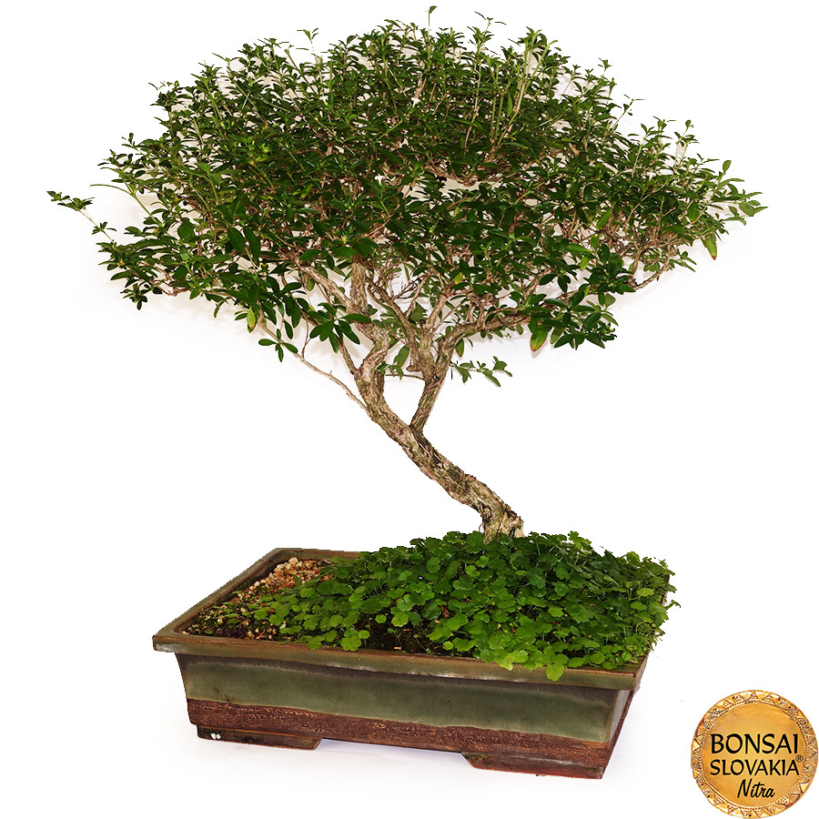 BONSAI: SERISSA FOETIDA