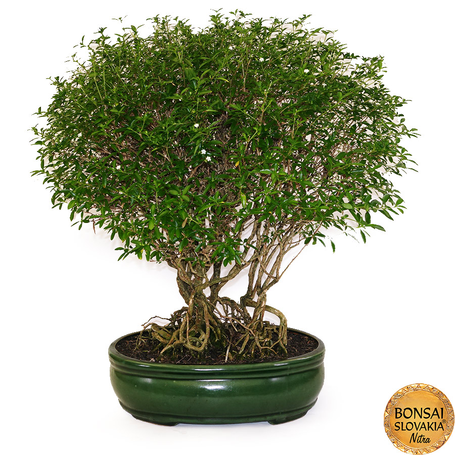 BONSAI: SERISSA FOETIDA