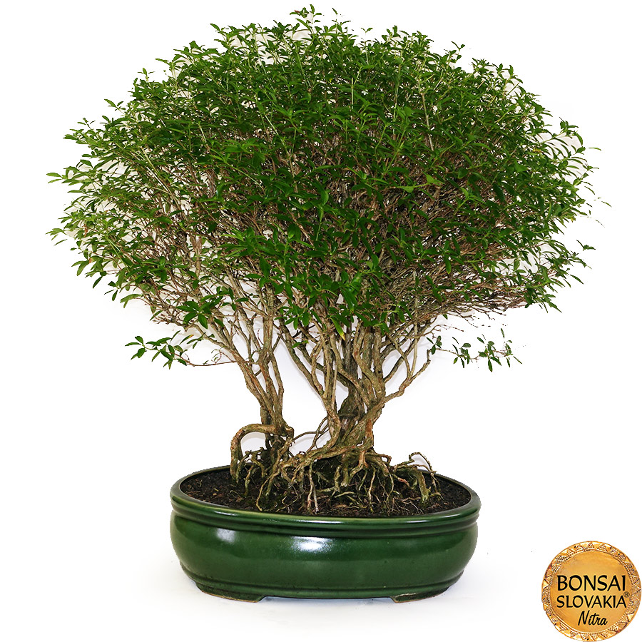 BONSAI: SERISSA FOETIDA