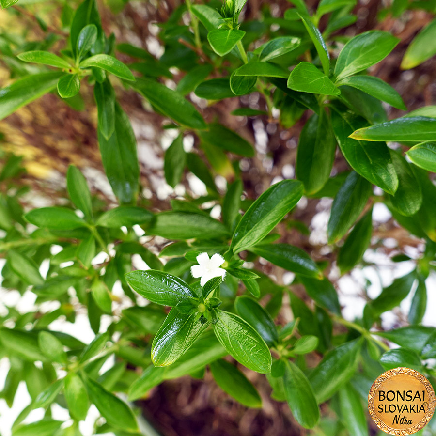 BONSAI: SERISSA FOETIDA