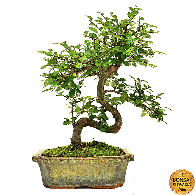 ulmus-parvifolia