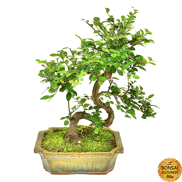 ulmus-parvifolia