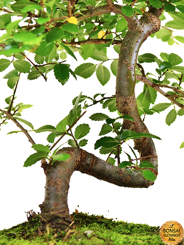 ulmus-parvifolia