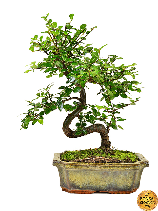ulmus-parvifolia