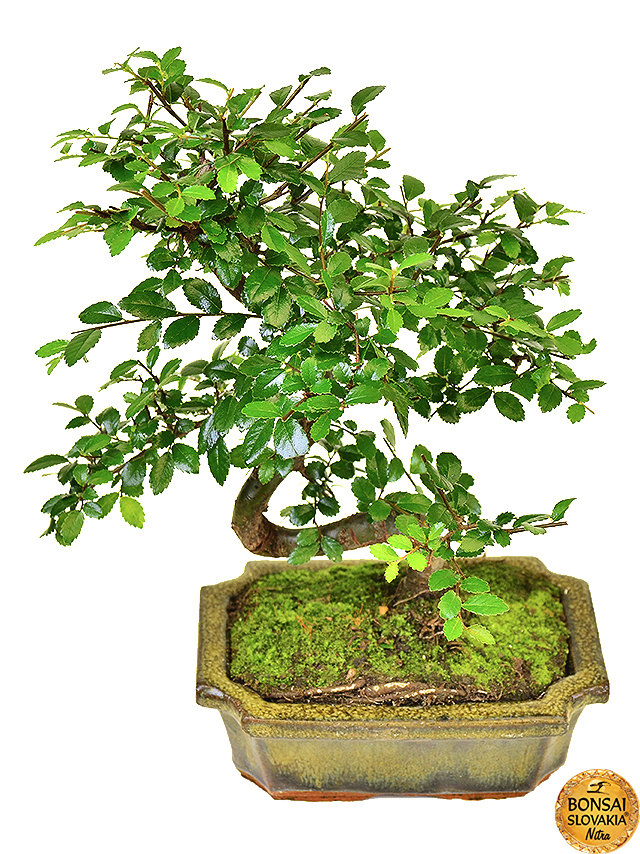 ulmus-parvifolia