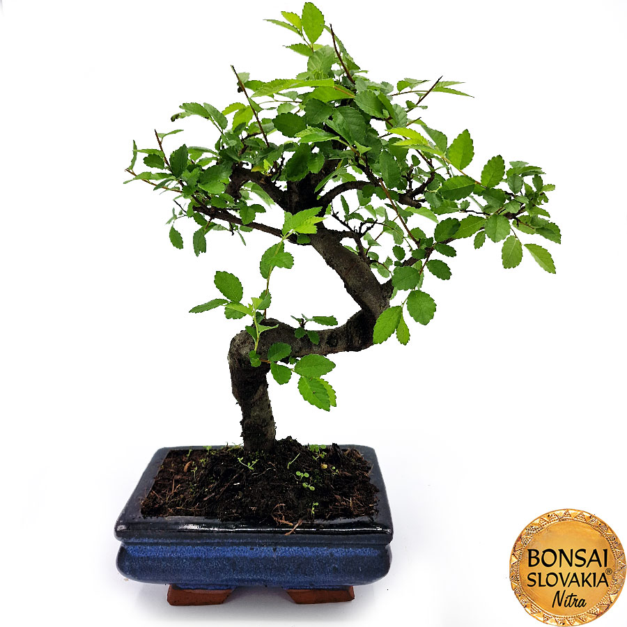 BONSAI: BREST DROBNOLISTÝ