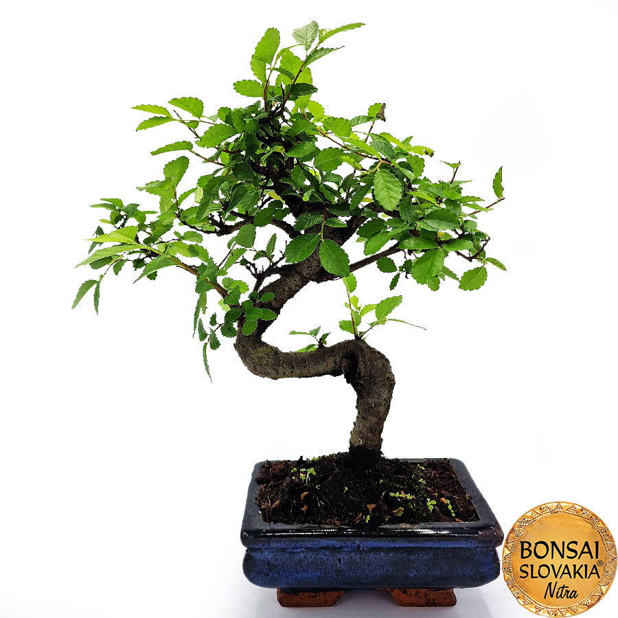 BONSAI: BREST DROBNOLISTÝ