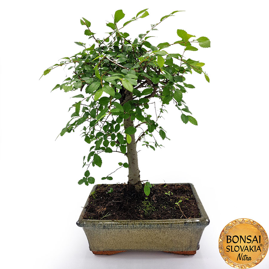 BONSAI: BREST DROBNOLISTÝ