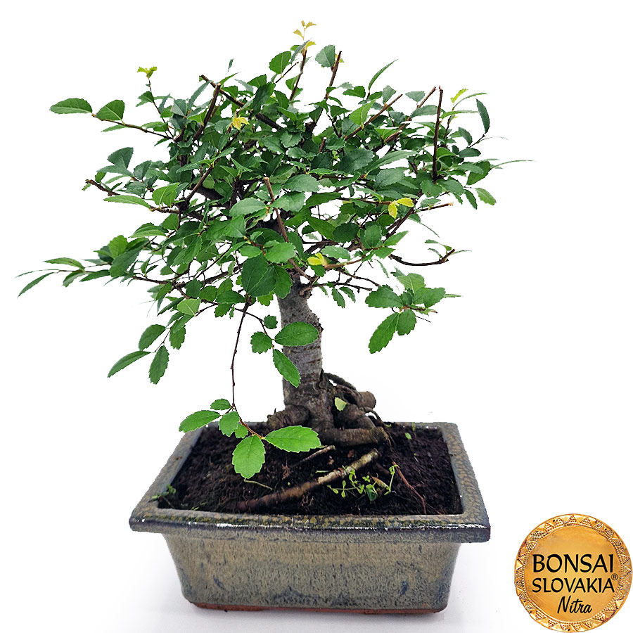 BONSAI: BREST DROBNOLISTÝ