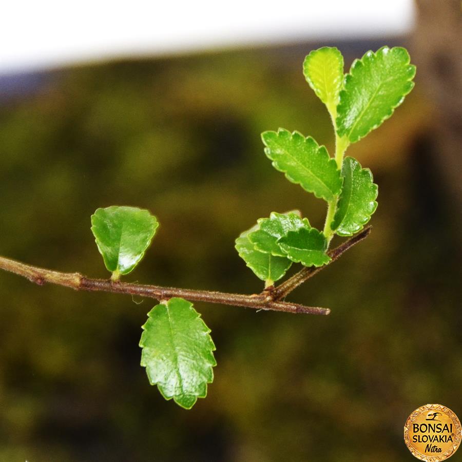 BREST DROBNOLISTÝ - Ulmus parvifolia