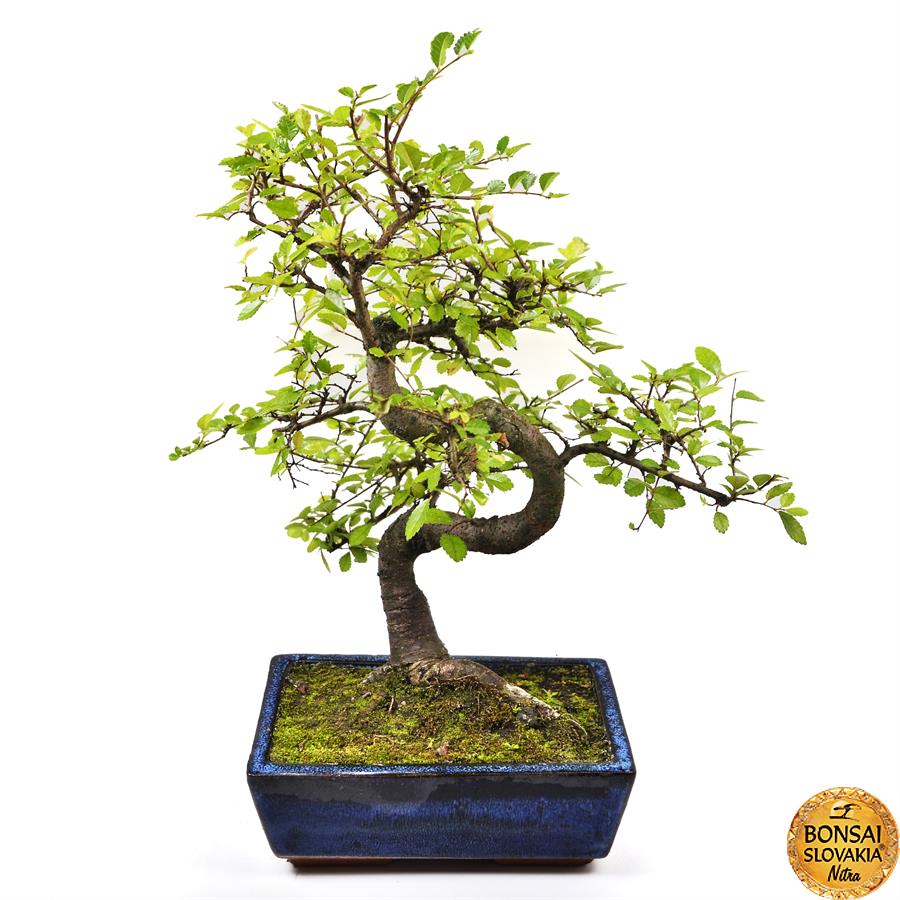 Ulmus parvifolia 34-38cm