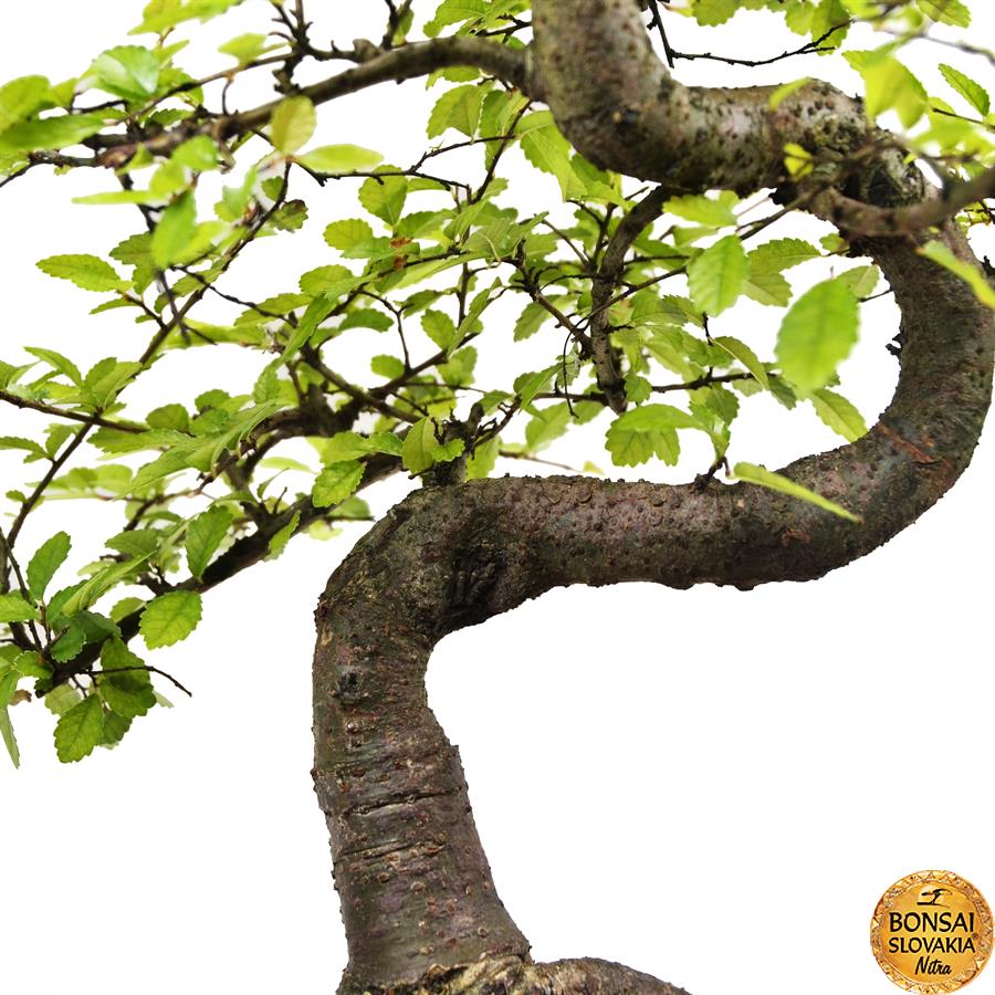 Ulmus parvifolia 34-38cm