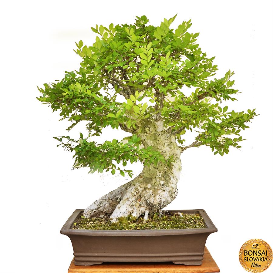 Ulmus