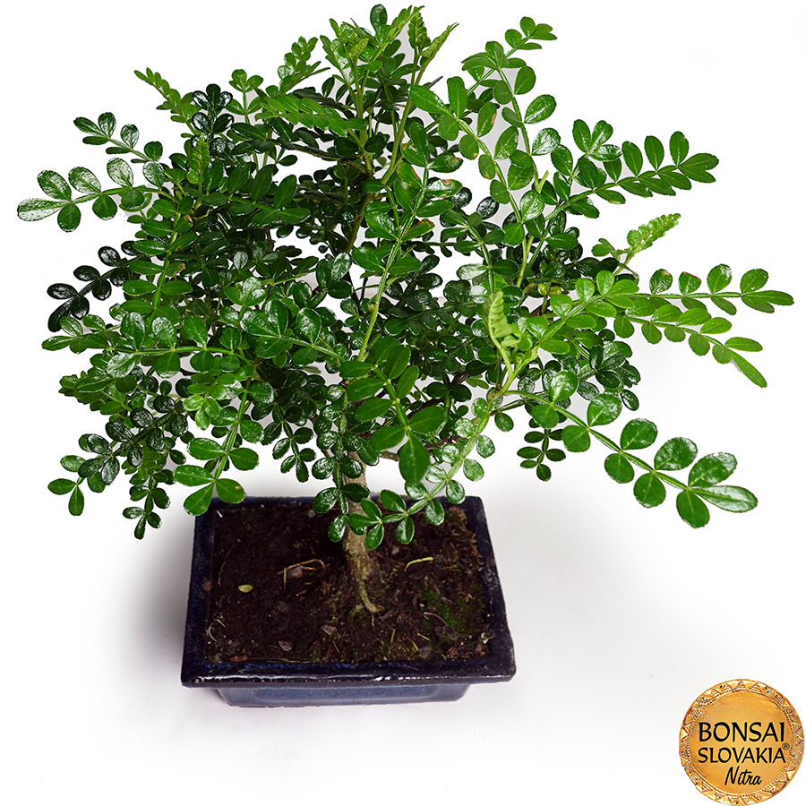 Zanthoxylum piperitum 30-35cm