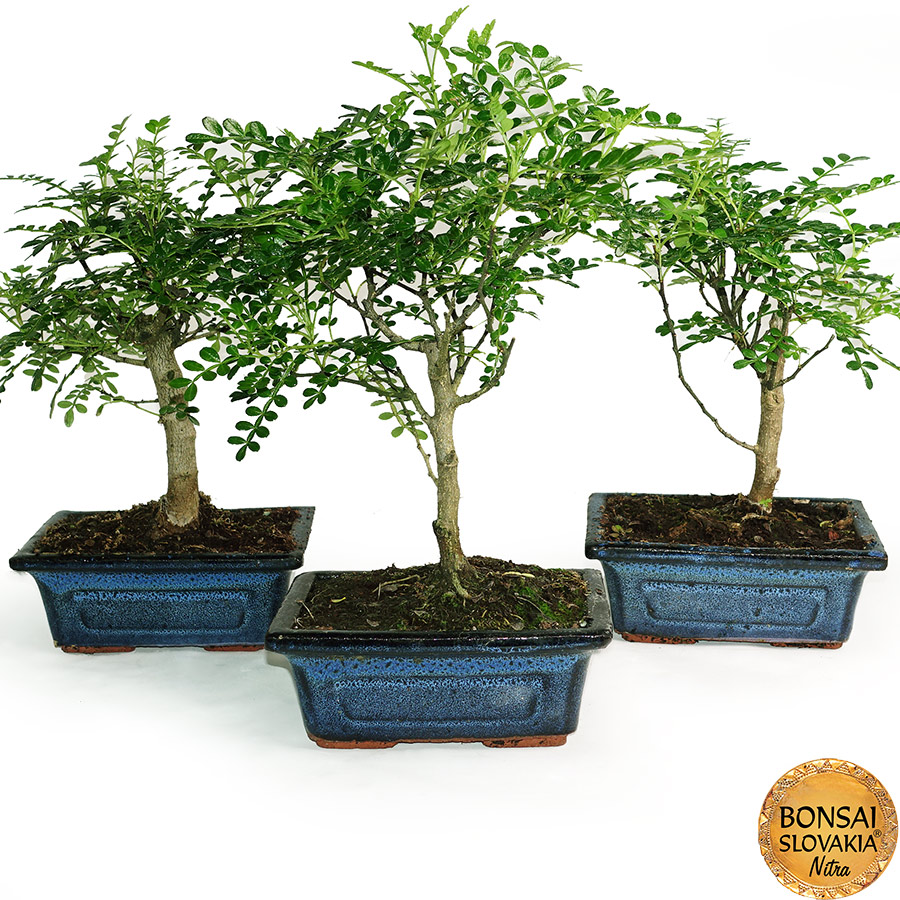 Zanthoxylum piperitum 30-35cm