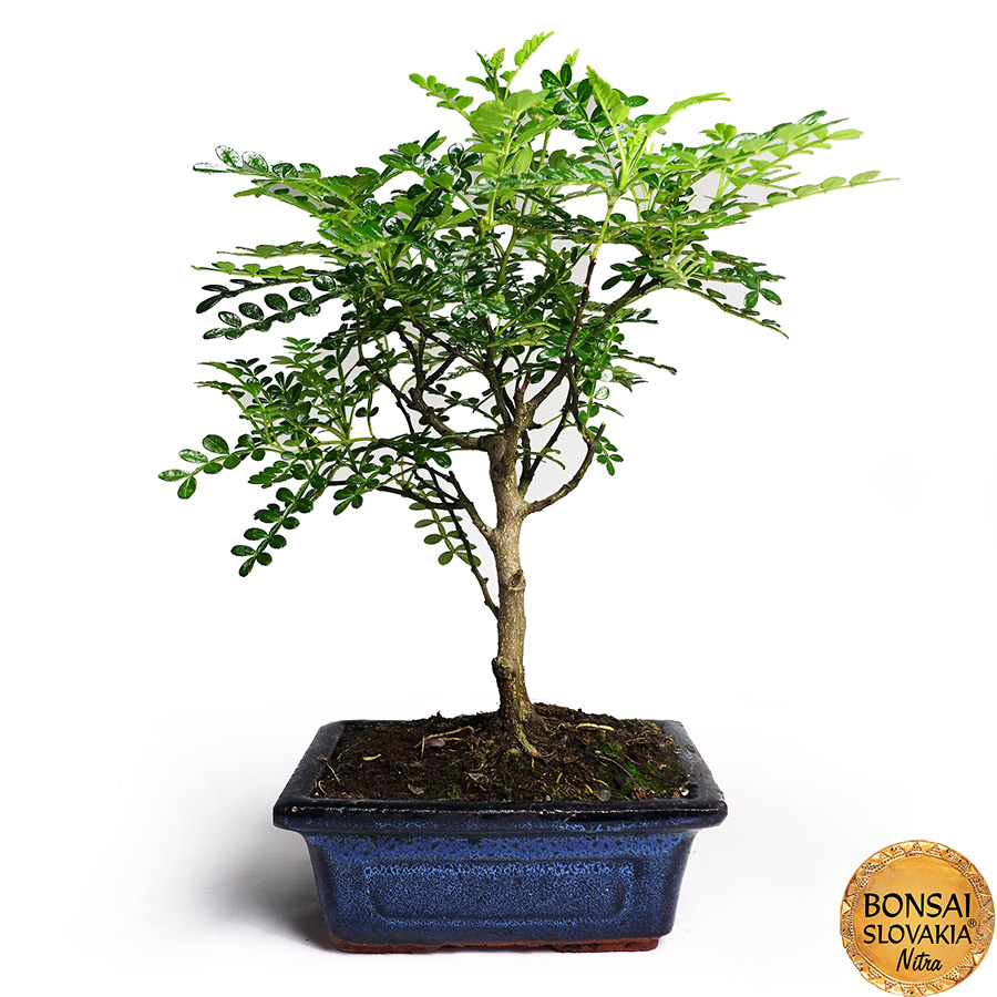 Zanthoxylum piperitum 30-35cm