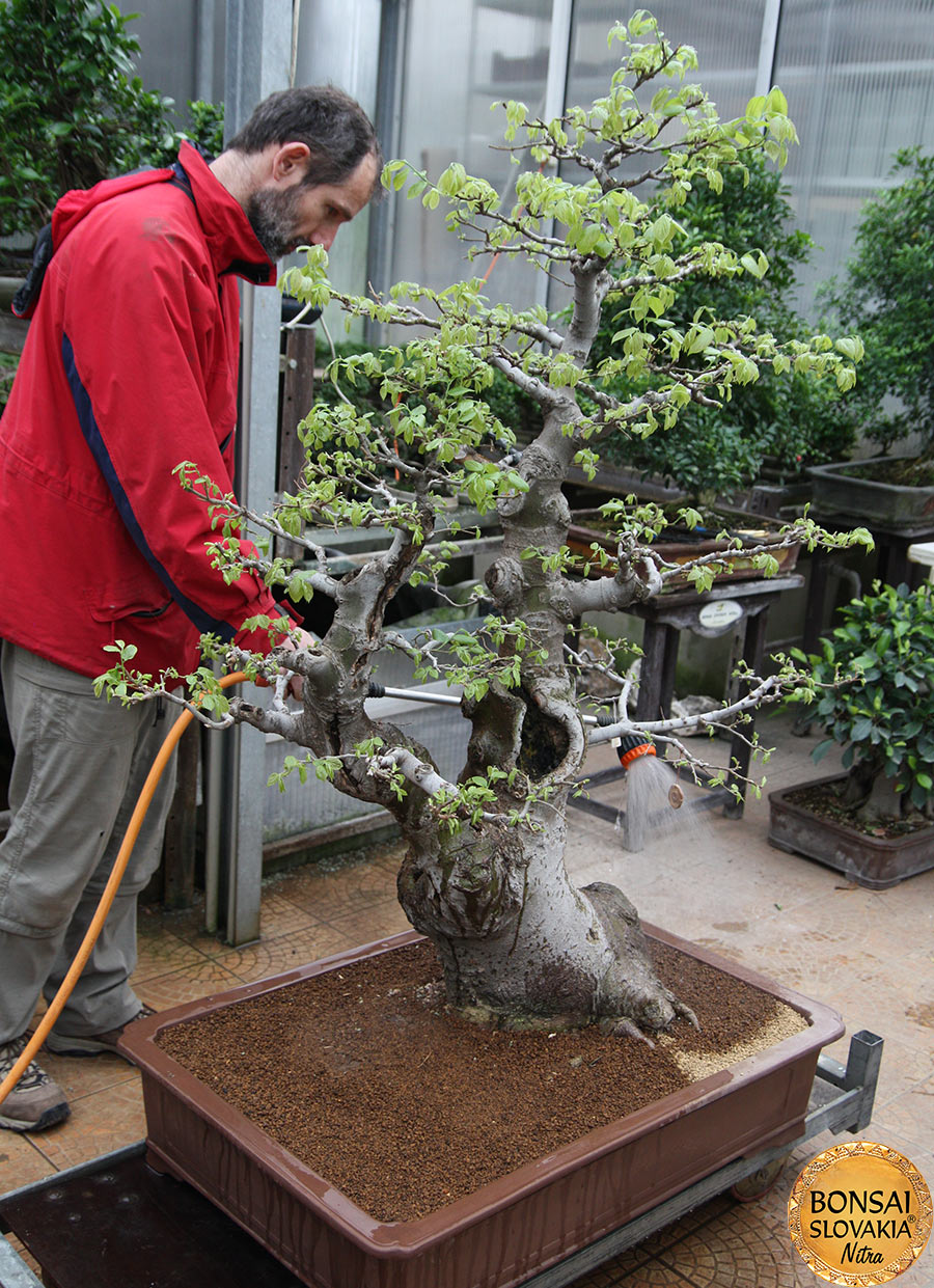 presadzanie veľkých bonsajov