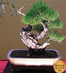 Bonsai Slovakia 2004