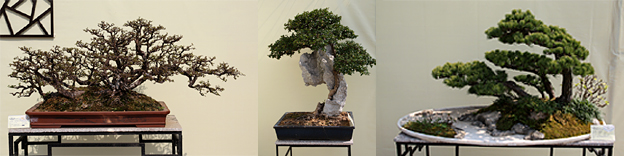 http://www.e-bonsai.eu/post/priatelske-stretnutie-bonsajistov-pri-dobrom-caji-40/