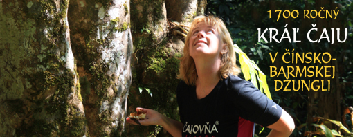 10. Nitrianske čajové dni a priateľské stretnutie slovenských bonsajistov pri dobrom čaji - Čajovňa dobrých ľudí, Bonsai centrum Nitra