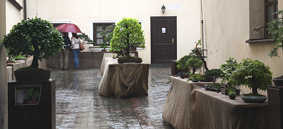 8. Národná výstava bonsajov, suiseki a čaju, Svätý Jur 2010