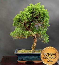 Juniperus