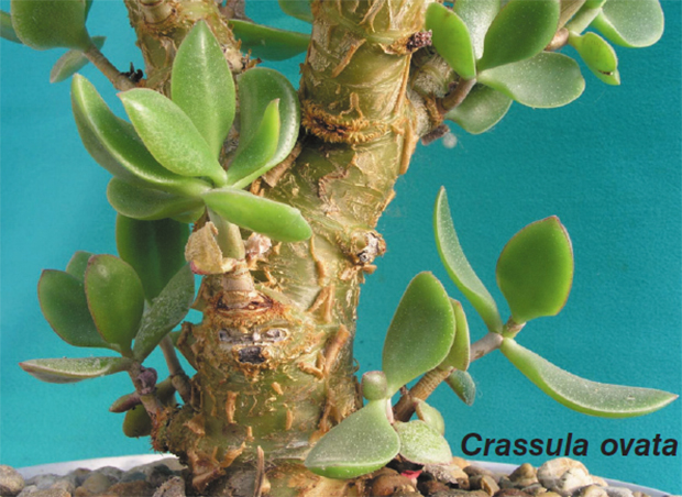 crassula