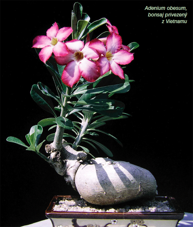 ADENIUM OBESUM