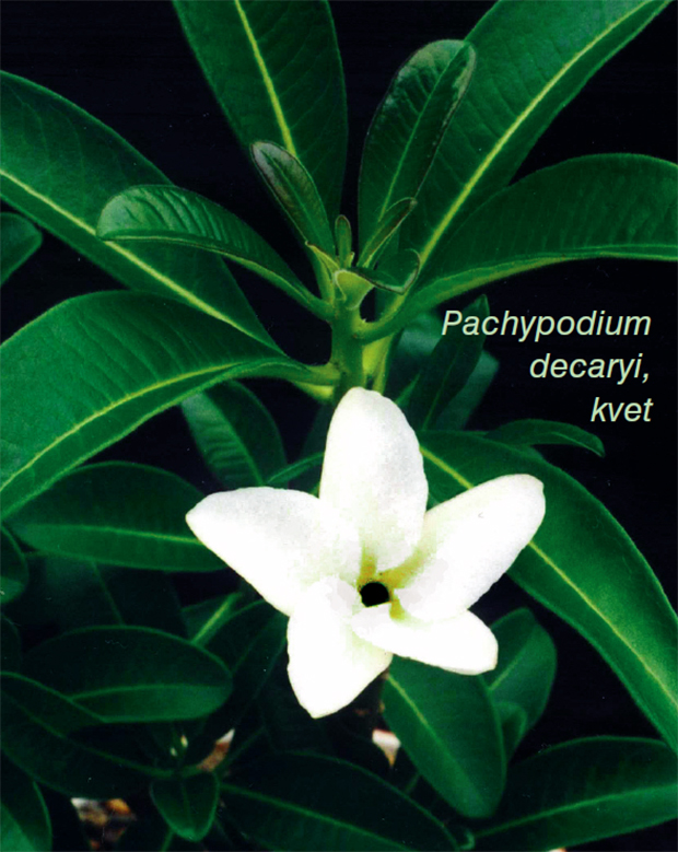 PACHYPODIUM DECARYI