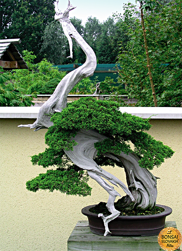 GINKGO BONSAI CENTER