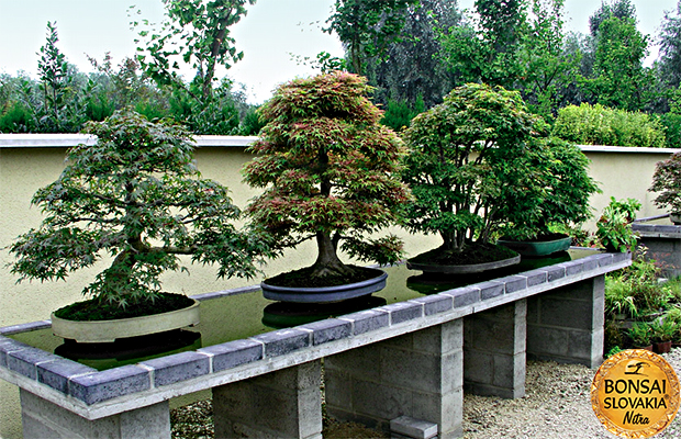 GINKGO BONSAI CENTER