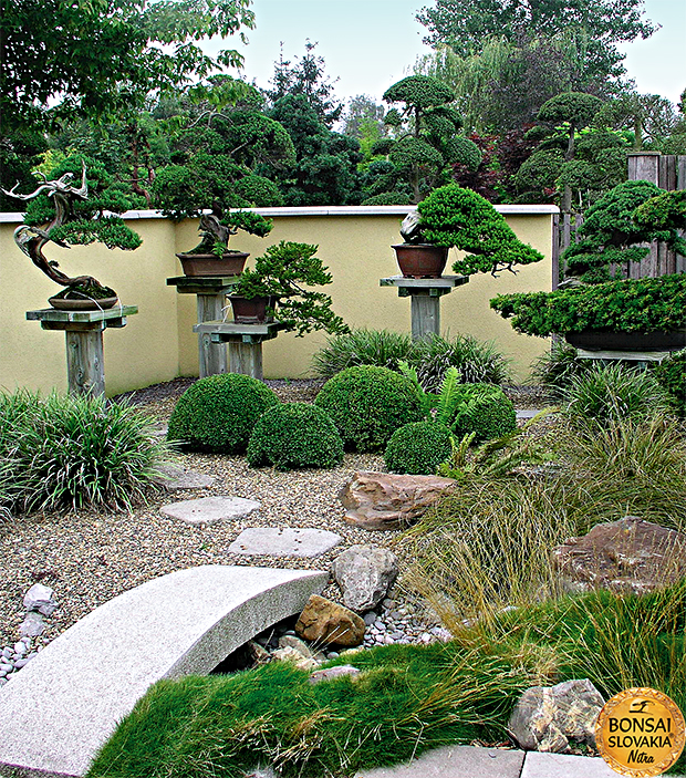 GINKGO BONSAI CENTER