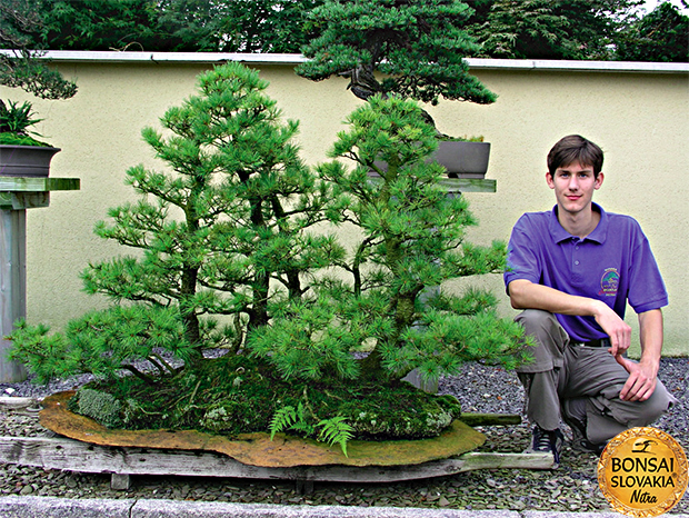 GINKGO BONSAI CENTER