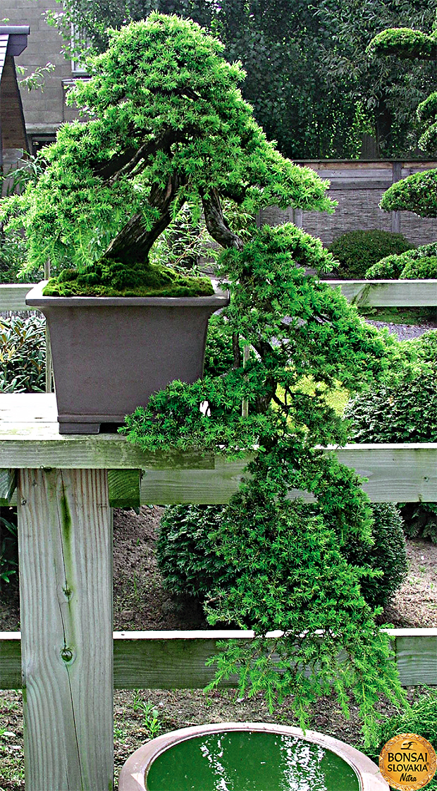 GINKGO BONSAI CENTER